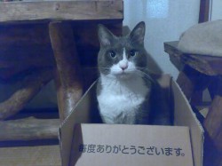 えいぎょーです。