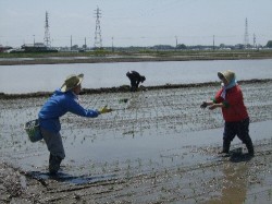 苗落ちる