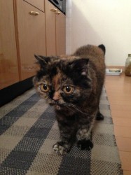 シナモン2013 シナモン2013