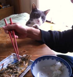 さかな、ほしい